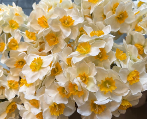 impressionen-2026-blumen-von-marlene3